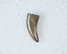 Small Acheroraptor Tooth - Montana #12275-1